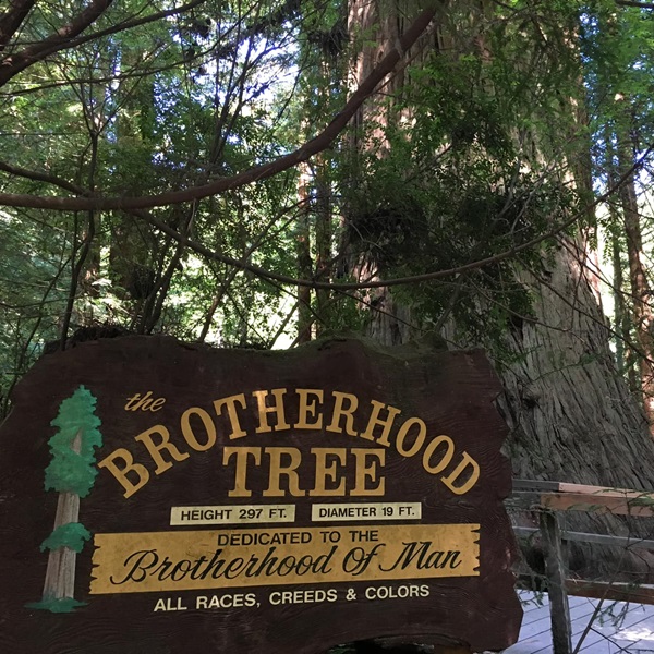 The Brotherhood Tree is one of the largest trees in the park, standing over 297 feet tall, symbolizing the unity of all people. 