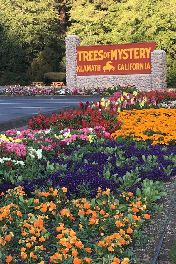 Trees of Mystery    - Display Image