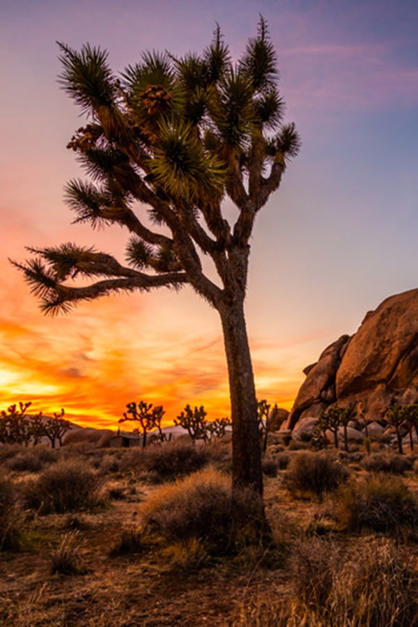 Visit Joshua Tree  - Display Image