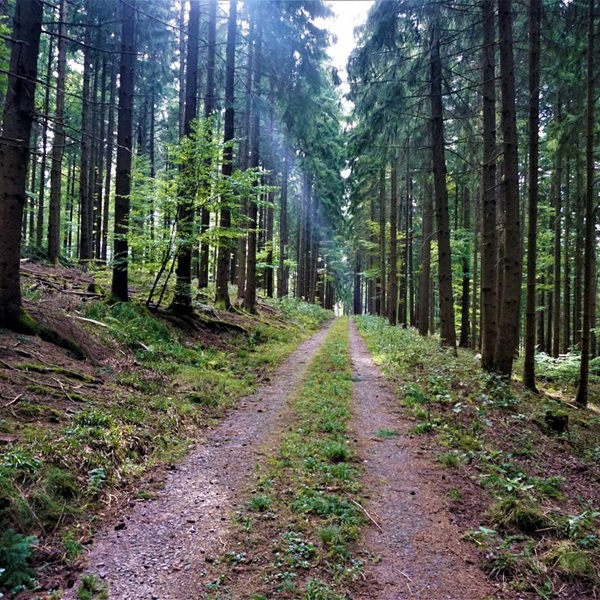 The nearby Tahoe National Forest provides additional opportunities for exploring nature. 