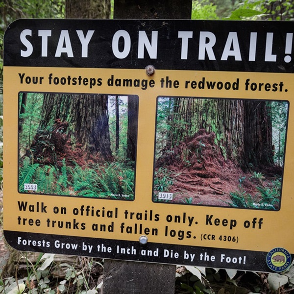 Due to the sensitivity of the grove, visitors are required to stay on the designated paths and respect the protective measures in place to preserve the ancient trees. 
