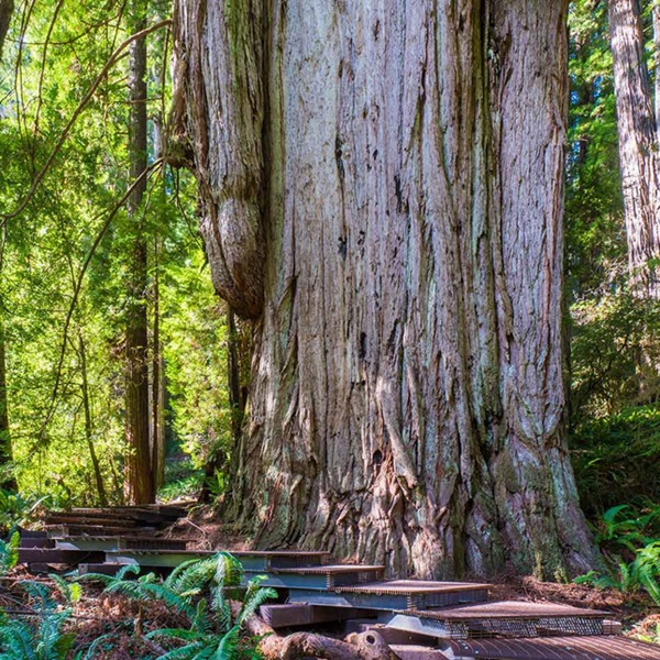 Grove of Titans     - Webpage Image