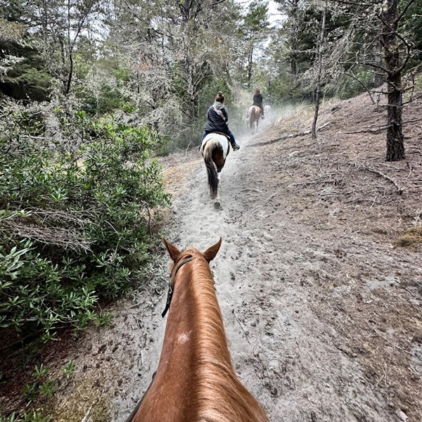 Crescent Trail Rides offers guided horseback riding experiences in Del Norte County, CA, allowing visitors to explore the natural beauty of the region from a different perspective. 