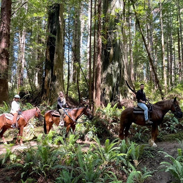 Experienced guides provide historical and ecological context about the area, sharing knowledge about the flora and fauna of Northern California’s coast and redwood ecosystems. 
