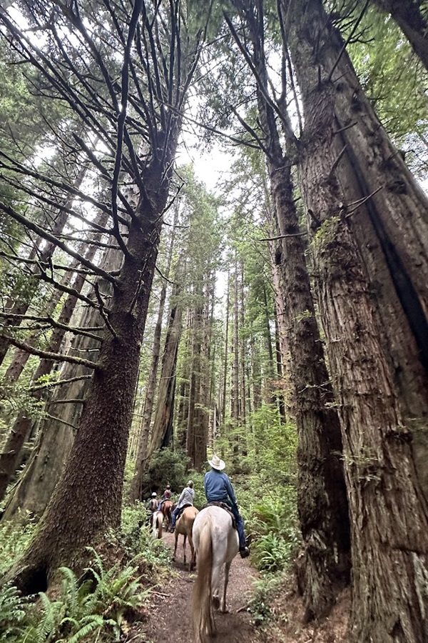 Crescent Trail Rides    - Display Image