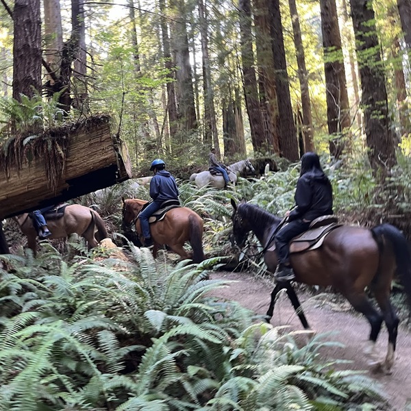 Crescent Trail Rides    - Webpage Image
