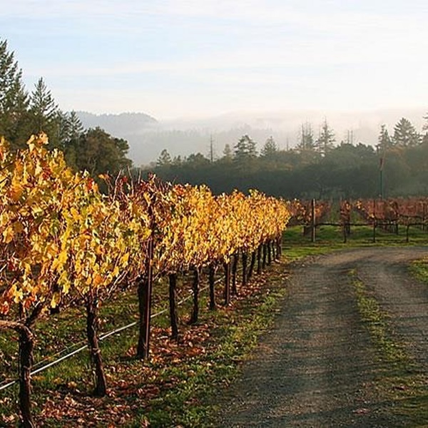 Sutter Creek is located in the heart of Amador County’s wine country, known for its robust Zinfandels and other varietals. 