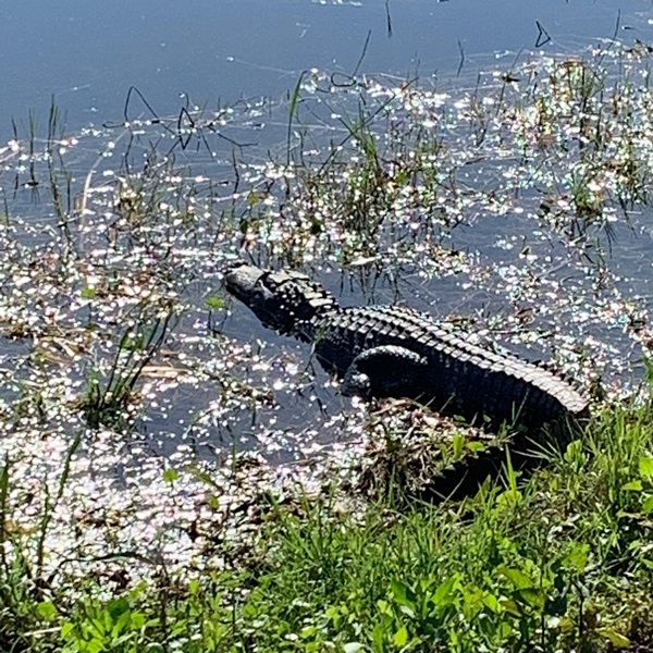 Estero Bay area offers excellent opportunities for wildlife viewing and is a prime spot for seeing numerous aquatic and bird species. 
