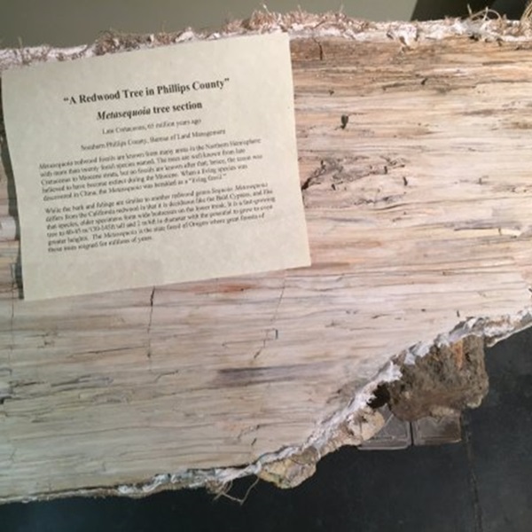 The museum provides a unique opportunity to see fossils that have been excavated in the area. 