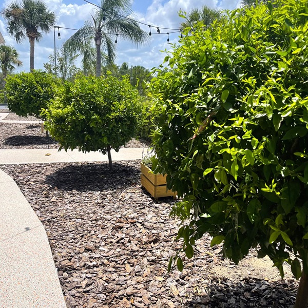 The tower provides insight into the development of Florida's citrus industry and its impact on the region's economy and culture. 
