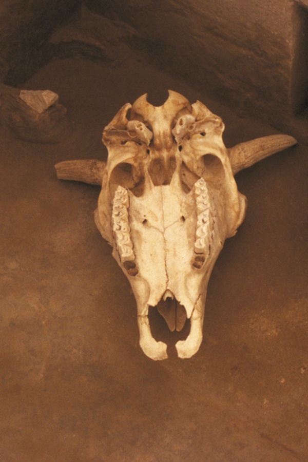 Hudson-Meng Bison Kill    - Display Image
