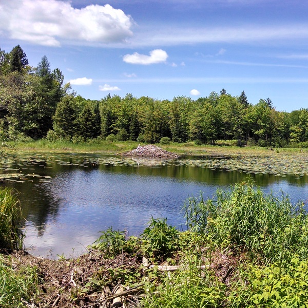 L'Anse and its surrounding area offer a wealth of outdoor recreational activities, including hiking, biking, fishing, boating, and hunting. 