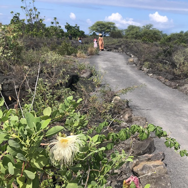 Visitors to the Ala Kahakai National Historic Trail can enjoy breathtaking views of Hawaii's diverse landscapes, including rugged coastline, pristine beaches, volcanic terrain, lush forests, and sparkling ocean waters. 