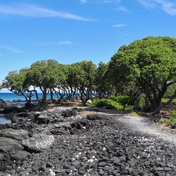 Ala Kahakai National Historic Trail   - Webpage Image
