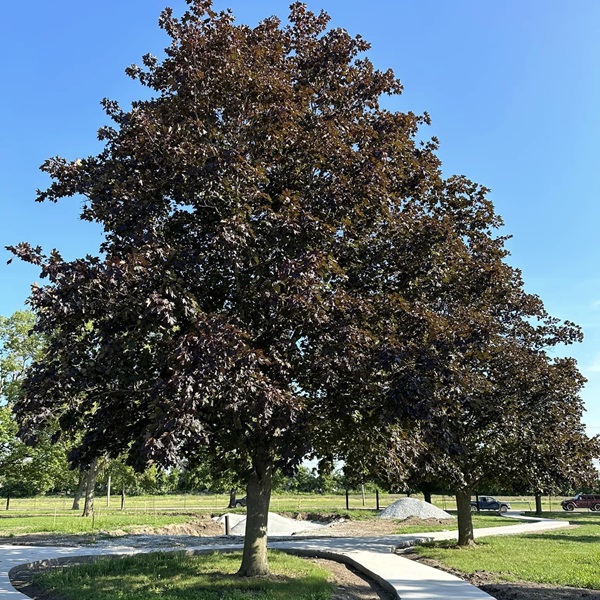 Local parks feature playgrounds, sports fields, and picnic areas, making them a great spot for families and outdoor activities. 