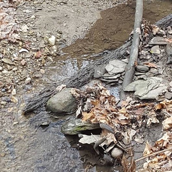 Fossils are found in concretions within the Mazon Creek area, where the ancient sediments turned into nodules that preserve the fossils in exquisite detail. 