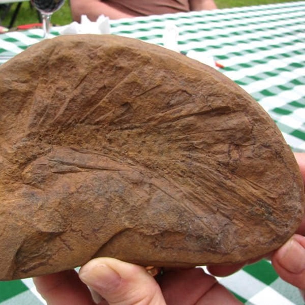 The fossil beds have been a key site for paleontological research and education, contributing significantly to the understanding of prehistoric ecosystems. 