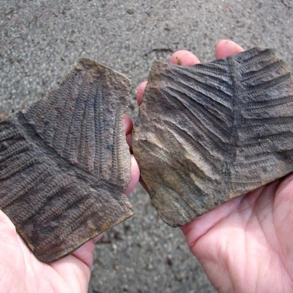 Mazon Creek Fossil Beds    - Webpage Image
