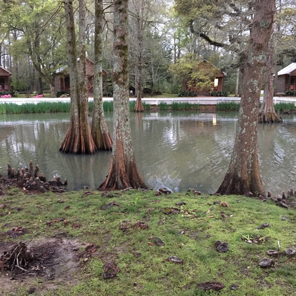 Home to the largest Bald Cypress tree in the United States, the Cat Island National Wildlife Refuge offers opportunities for hiking, wildlife viewing, and photography. 