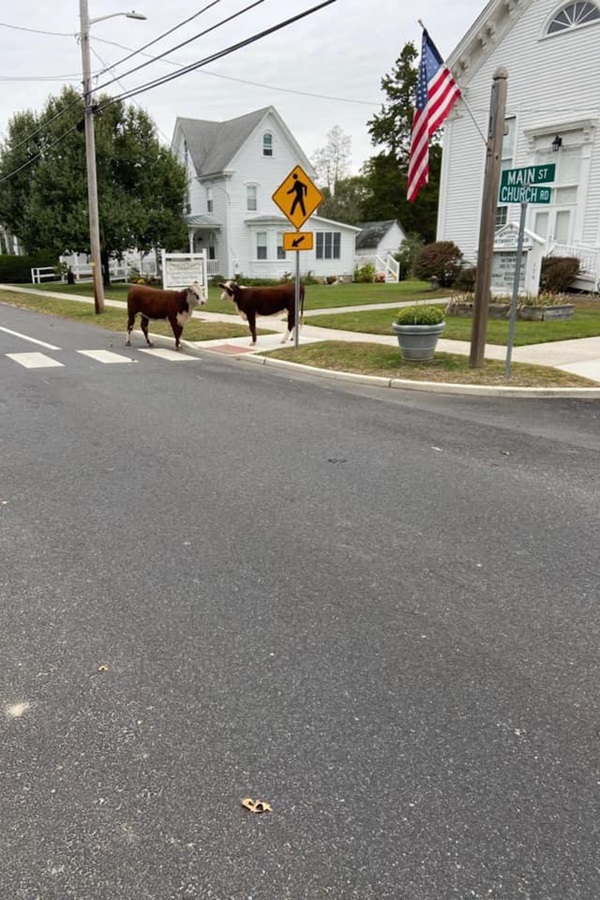 Cape May County  - Display Image