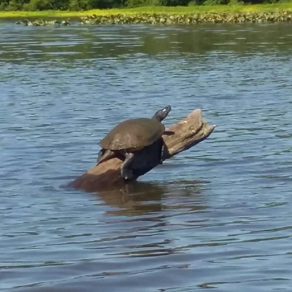 Paddlers may have the opportunity to spot these fascinating creatures in their natural habitat as the Tuckahoe River is home to a variety of wildlife species, including bald eagles, osprey, herons, otters, and turtles. 
