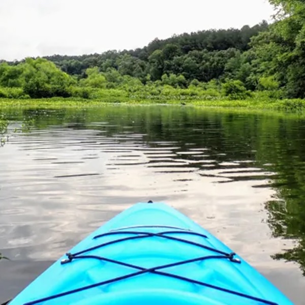 The Tuckahoe River winds its way through the pristine wilderness of the Pinelands, also known as the Pine Barrens, showcasing stunning landscapes of cedar swamps, pine forests, and tranquil waterways. 