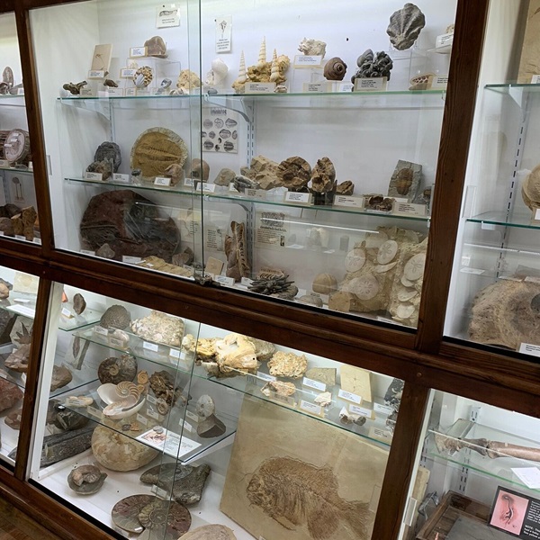 The site includes an Earth Science Museum with exhibits on geology, paleontology, and the process of petrification, offering educational insights into the forest's history. 
