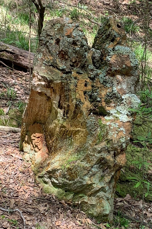 Mississippi Petrified Forest   - Display Image