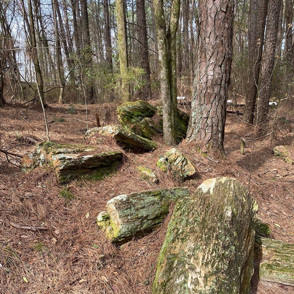 Mississippi Petrified Forest   - Webpage Image
