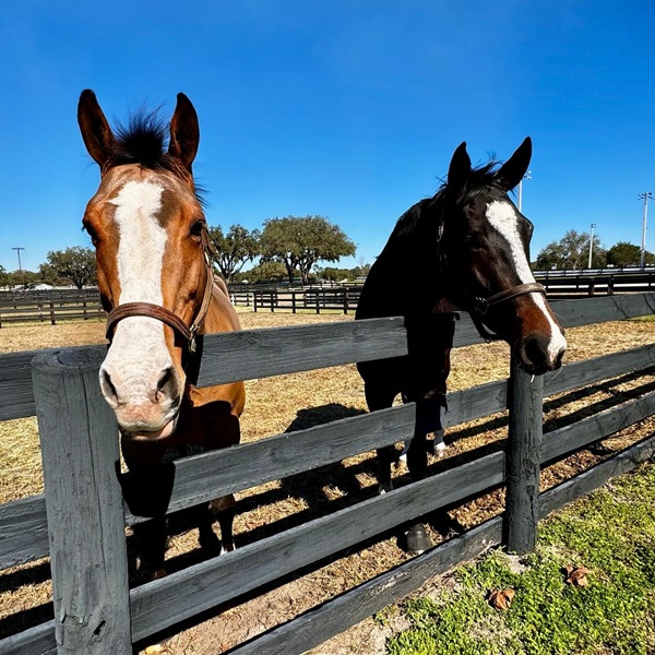 Experienced trainers work with horses to develop their potential and achieve their training goals in a supportive and positive environment. 