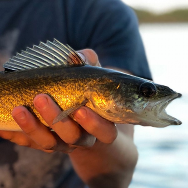 The lake is home to a diverse range of fish, including largemouth bass, smallmouth bass, crappie, catfish, bluegill, and white bass, making it a favorite spot for year-round fishing.
