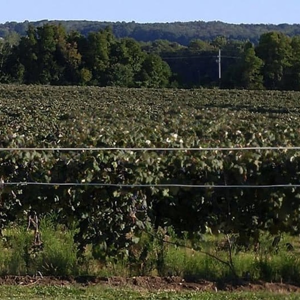 Visitors can explore the Lake Erie Wine Trail, which includes several wineries that offer tastings, tours, and special events throughout the year. 