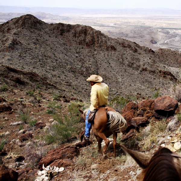 The trails around Lajitas Stables traverse diverse terrain, including rugged desert terrain, rocky canyons, and sandy washes where visitors may encounter rock formations, ancient petroglyphs, and panoramic vistas.  