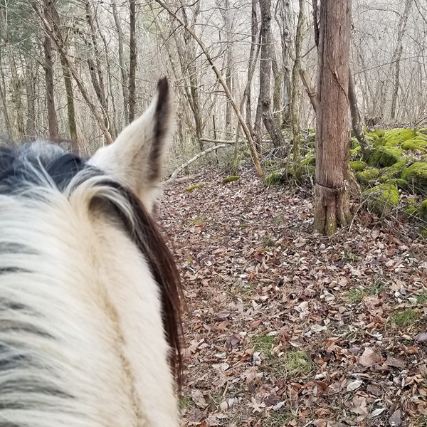 Visitors can participate in guided horseback trail rides through scenic trails, allowing them to explore the beauty of the countryside from a unique perspective. 