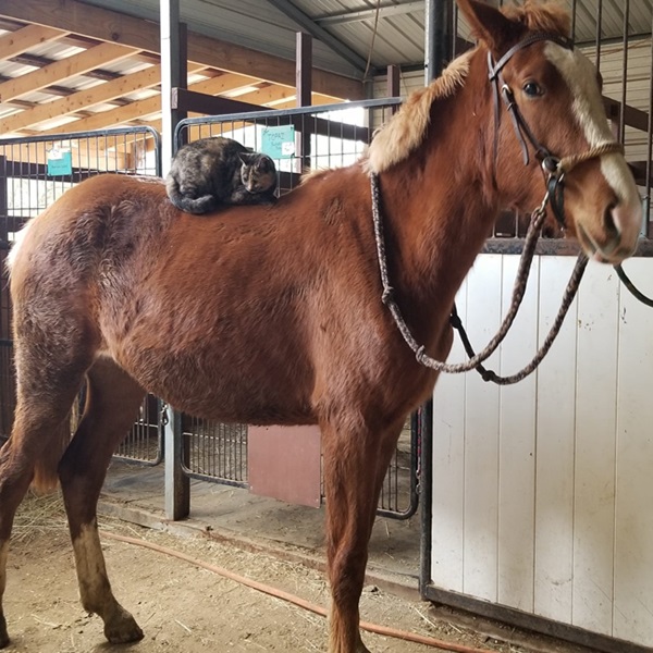 Lake Meadow Farm and Stables   - Webpage Image