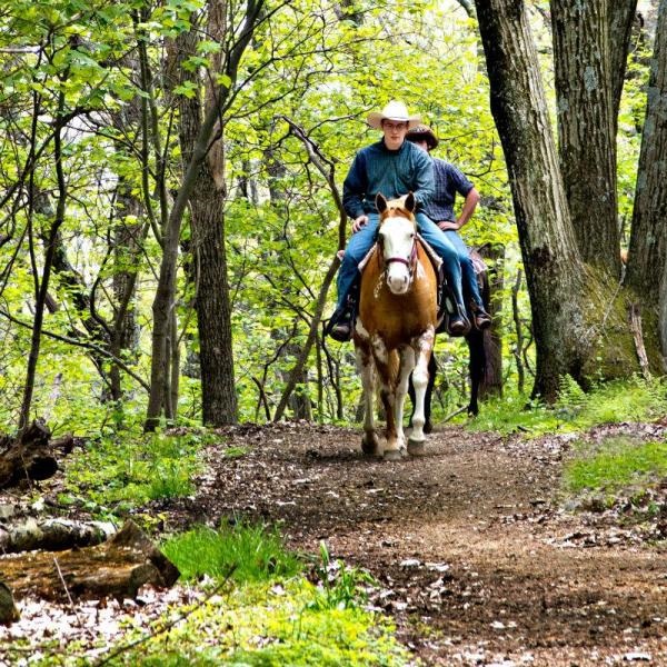 Experienced guides lead riders along scenic trails, providing insight into the park's natural and cultural history along the way. 