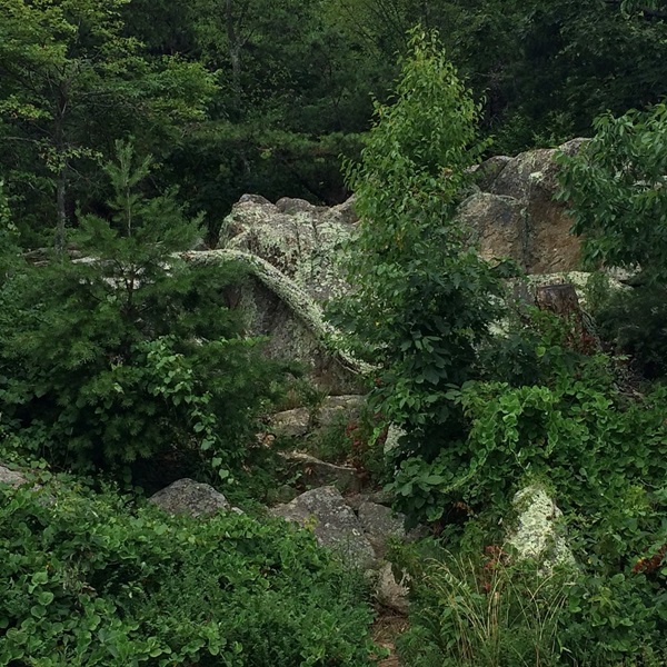 The trails around Skyland Stables traverse diverse terrain, including wooded forests, open meadows, and rocky outcroppings. 
