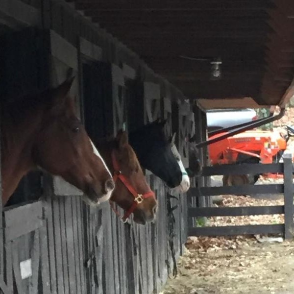 Skyland Stables  - Webpage Image