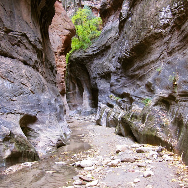 Orderville Canyon is a spectacular slot canyon located within Zion National Park and visitors can hike through the narrow canyon, marveling at its towering walls, sculpted by millennia of erosion. 