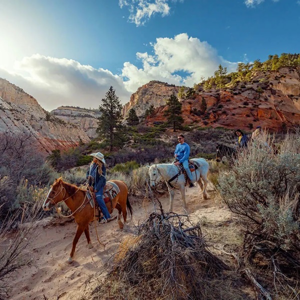 Zion Ponderosa  - Webpage Image