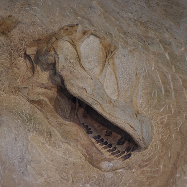 Dinosaur Fossil Quarry offers a chance to learn about the excavation and preservation of ancient fossils. 